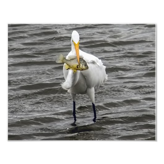 Egret met Lunch Foto Afdruk (Voorkant)