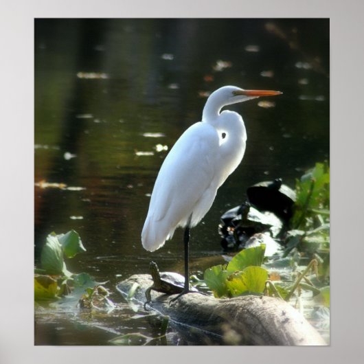 Egret met schildpadden poster (Voorkant)
