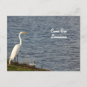 Egret nodigt je uit om naar Louisiana te komen Briefkaart
