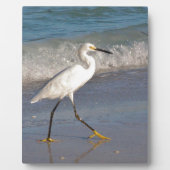 Egret op het strand fotoplaat (Voorkant)