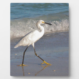 Egret op het strand fotoplaat
