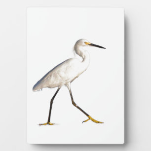 Egret op het strand fotoplaat