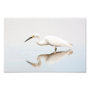 Egret op stille vijver foto afdruk