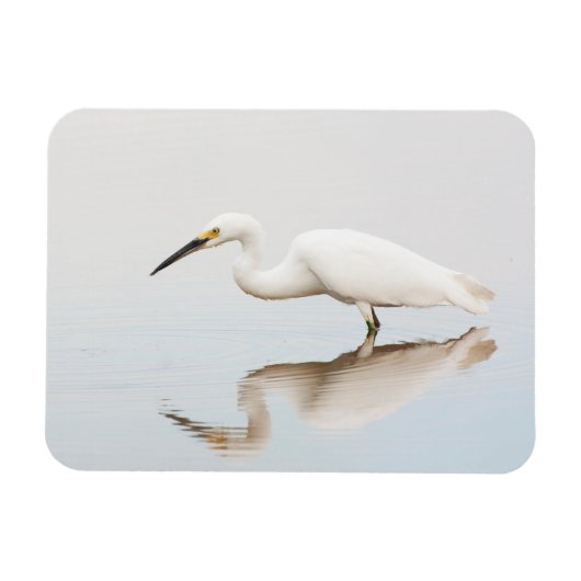 Egret op stille vijver magneet (Horizontaal)