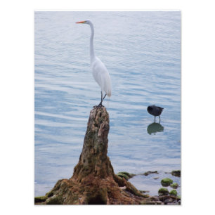 Egret Perch Foto Afdruk