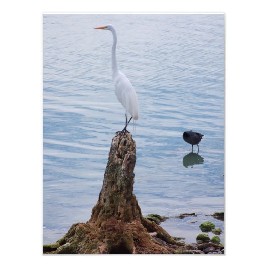 Egret Perch Foto Afdruk (Voorkant)