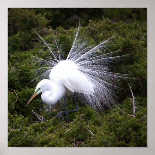 Egret Photo Poster (Voorkant)