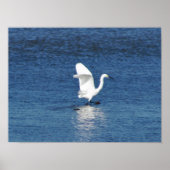 Egret Photo Poster (Voorkant)