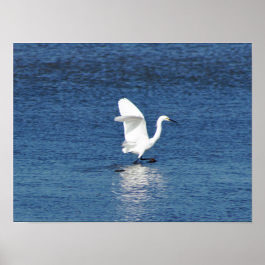 Egret Photo Poster (Voorkant)