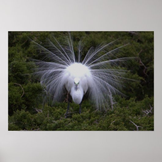 Egret Photo Poster (Voorkant)