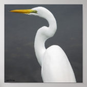 egret poster (Voorkant)