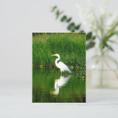 Egret, Rio Oscuro, Lago Izabal, Guatemala Briefkaart (Staand voorkant)