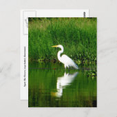 Egret, Rio Oscuro, Lago Izabal, Guatemala Briefkaart (Voorkant / Achterkant)