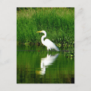 Egret, Rio Oscuro, Lago Izabal, Guatemala Briefkaart
