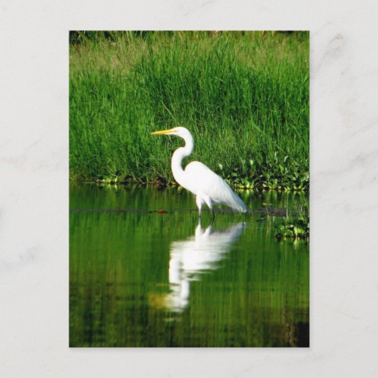 Egret, Rio Oscuro, Lago Izabal, Guatemala Briefkaart (Voorkant)