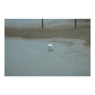 Egret Wading Foto Afdruk