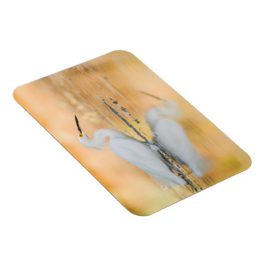 Egret wanneer de Zon plaatst Magneet (Rechterzijde)