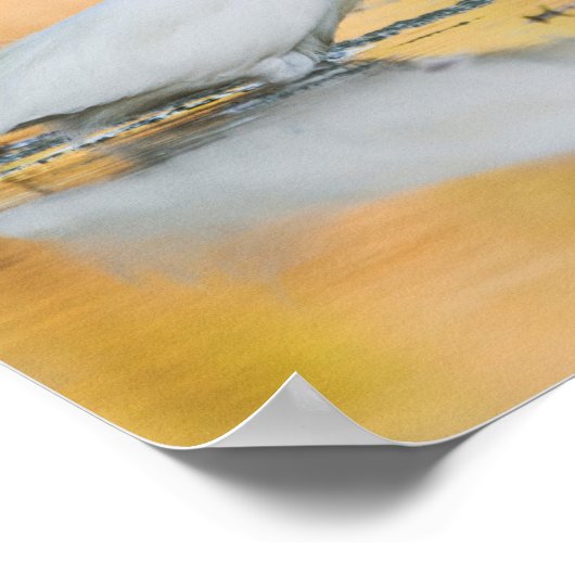 Egret wanneer de Zon plaatst Poster (Hoek)