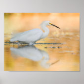 Egret wanneer de Zon plaatst Poster (Voorkant)