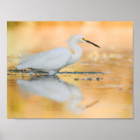Egret wanneer de Zon plaatst