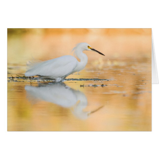 Egret wanneer de zon staat (Voorkant Horizontaal)
