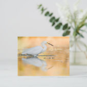 Egret wanneer de zon staat briefkaart (Staand voorkant)