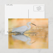Egret wanneer de zon staat briefkaart (Voorkant / Achterkant)