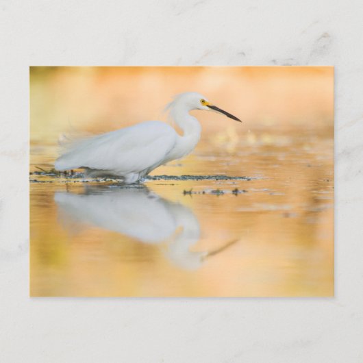 Egret wanneer de zon staat briefkaart (Voorkant)