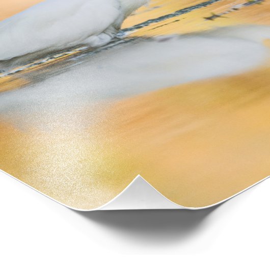 Egret wanneer de zon staat foto afdruk (Hoek)