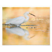 Egret wanneer de zon staat foto afdruk (Voorkant)