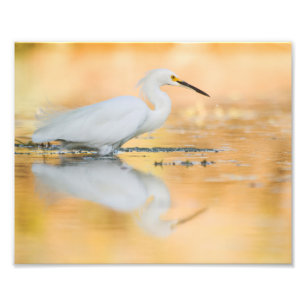 Egret wanneer de zon staat foto afdruk