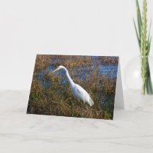 Egret Wenskaart