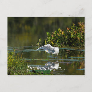 Egret Wing Exam Denking You Briefkaart