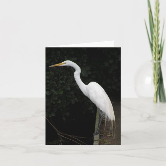 Egretbriefkaart Kaart (Voorkant)