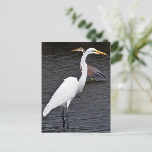 Egrets Briefkaart (Staand voorkant)