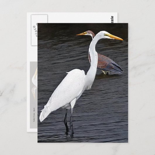 Egrets Briefkaart (Voorkant / Achterkant)