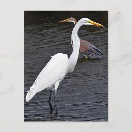 Egrets Briefkaart (Voorkant)