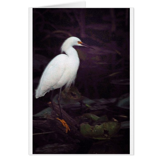 Egrets? Ik heb er een paar gehad... (Voorkant)