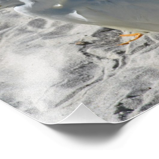 Egrets op strand foto afdruk (Hoek)