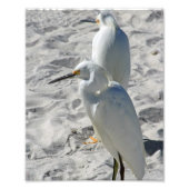 Egrets op strand foto afdruk (Voorkant)