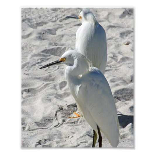 Egrets op strand foto afdruk (Voorkant)