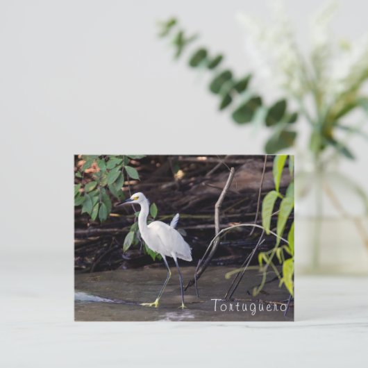 Egretta thula in Tortuguero - Costa Rica Briefkaart (Staand voorkant)