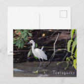 Egretta thula in Tortuguero - Costa Rica Briefkaart (Voorkant / Achterkant)