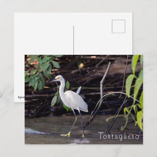 Egretta thula in Tortuguero - Costa Rica Briefkaart (Voorkant / Achterkant)