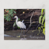 Egretta thula in Tortuguero - Costa Rica Briefkaart (Voorkant)