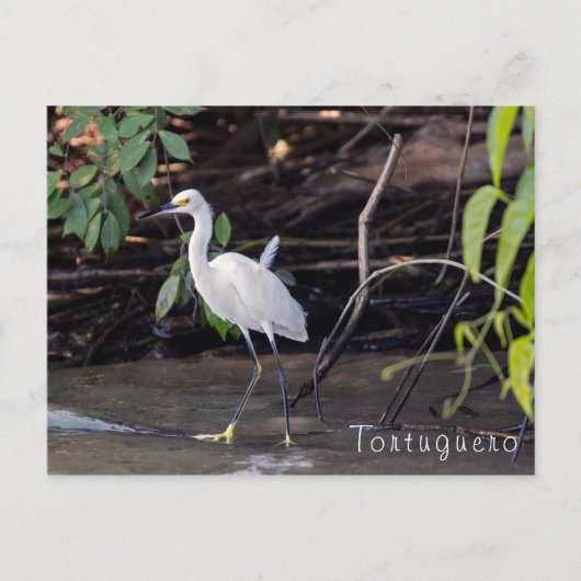 Egretta thula in Tortuguero - Costa Rica Briefkaart (Voorkant)
