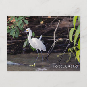 Egretta thula in Turijn - Costa Rica Briefkaart