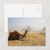 Egypte, Caïro. Een eenzame kameel Briefkaart (Voorkant / Achterkant)