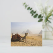Egypte, Caïro. Een eenzame kameel Briefkaart (Staand voorkant)