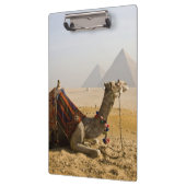 Egypte, Caïro. Een eenzame kameel Klembord (Links)